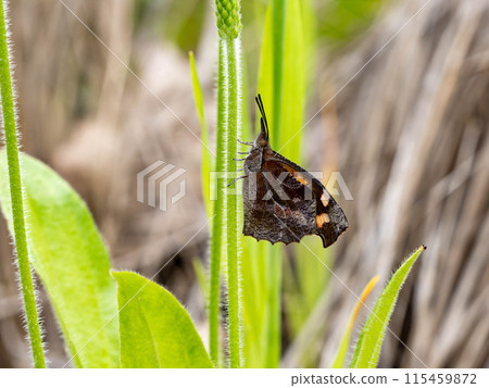 A Tengu butterfly resting on a blade of grass A Tengu butterfly resting on a blade of grass 115459872