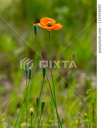路邊盛開的長見罌粟花 115459885
