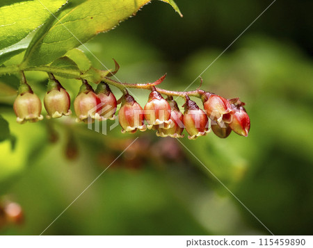 山間夏霧花盛開 115459890