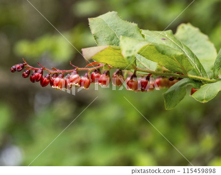 山間夏霧花盛開 115459898