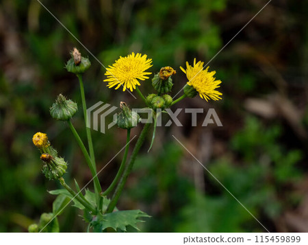 Nogashi的黃色花 115459899