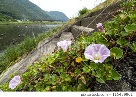 河岸上盛開的空心菜 河岸上盛開的空心菜 115459901
