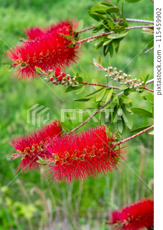 A red brushwood flower 115459902