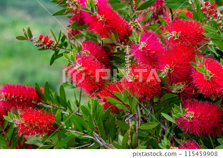 A red brushwood flower 115459908