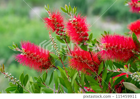 A red brushwood flower 115459911