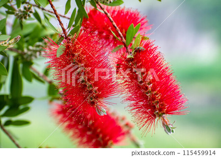 A red brushwood flower 115459914