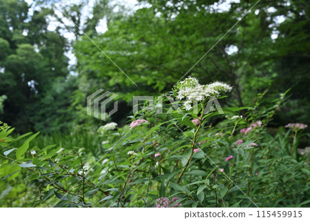 Shimotsuke's flower 115459915