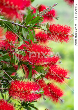 一朵紅色草叢花 115459917