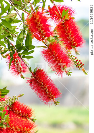 A red brushwood flower 115459922