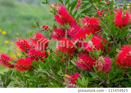 A red brushwood flower 115459925
