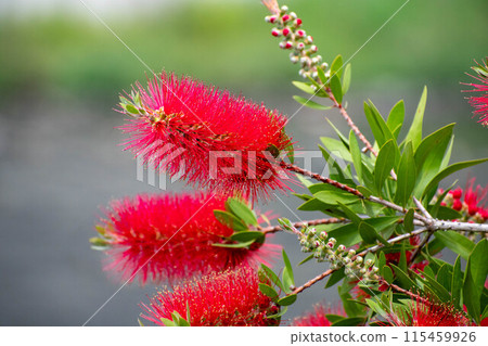 一朵紅色草叢花 115459926