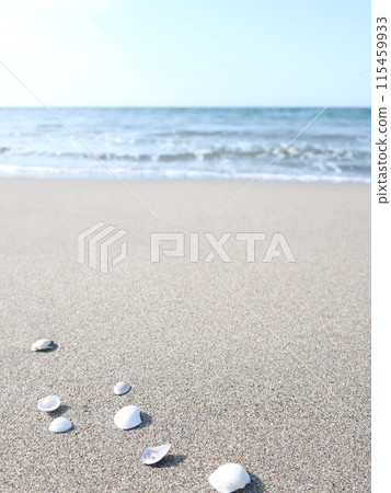 大海,沙灘,貝殼,夏天圖像 大海,沙灘,貝殼,夏天圖像 115459933