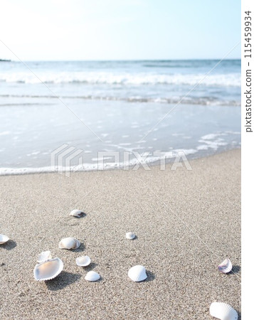 大海,沙灘,貝殼,夏天圖像 大海,沙灘,貝殼,夏天圖像 115459934