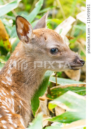 十勝岳聯盟的小梅花鹿 十勝岳聯盟的小梅花鹿 115459951