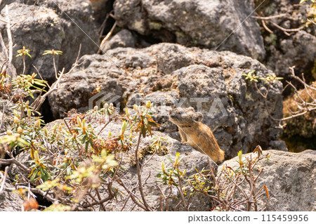 Hokkaido Wildlife: Crying Rabbits 115459956