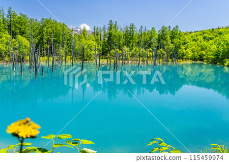 【北海道絕景】清新碧綠的池塘 115459974