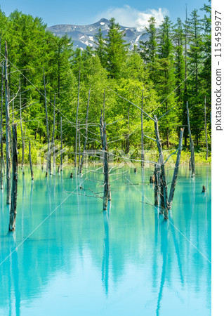 [Hokkaido's most spectacular view] The blue pond with fresh greenery 115459977