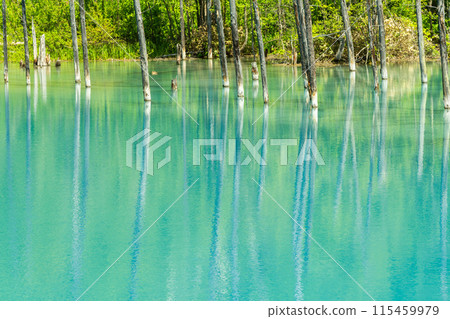 [Hokkaido's most spectacular view] The blue pond with fresh greenery 115459979