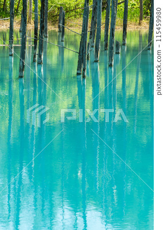 [Hokkaido's most spectacular view] The blue pond with fresh greenery 115459980