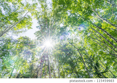 Eco image: Fresh green birch forest Eco image: Fresh green birch forest 115459983