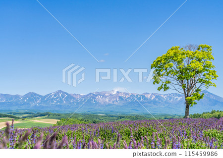 Catmint blooms in early summer in the Tokachi Mountains 115459986