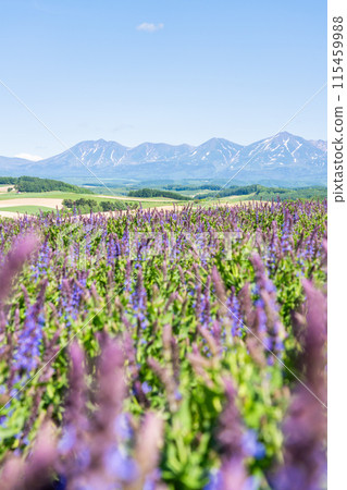 初夏貓薄荷花開時的十勝岳聯盟 115459988