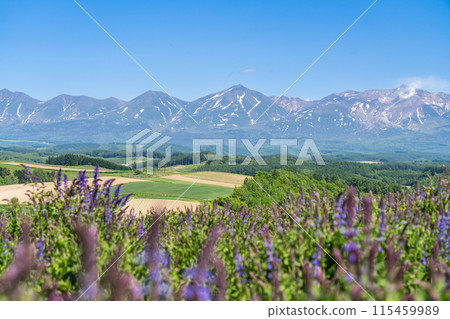 Catmint blooms in early summer in the Tokachi Mountains 115459989