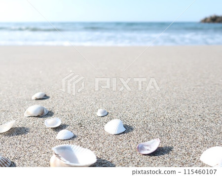 Sea, shore, shells, summer image 115460107