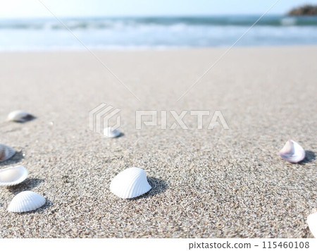 Sea, shore, shells, summer image Sea, shore, shells, summer image 115460108