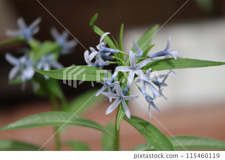 A close-up shot of a bellflower with green leaves and light blue petals A close-up shot of a bellflower with green leaves and light blue petals 115460119