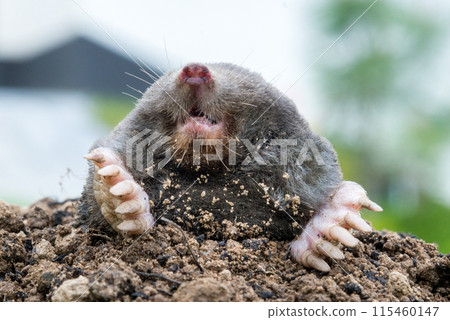 Mole, Talpa europaea, making mole hill and damaging beautiful lawn and flower garden. 115460147