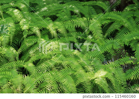 雜草叢生的蕨類植物 雜草叢生的蕨類植物 115460160