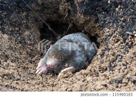 European mole emerging from its tunnel in the mole hill 115460165