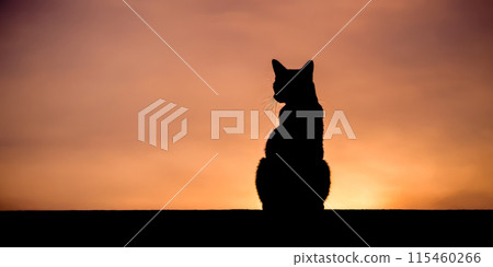 Sunset silhouette of a cat sitting peacefully against a vibrant orange sky, tranquil evening scene with feline outline 115460266