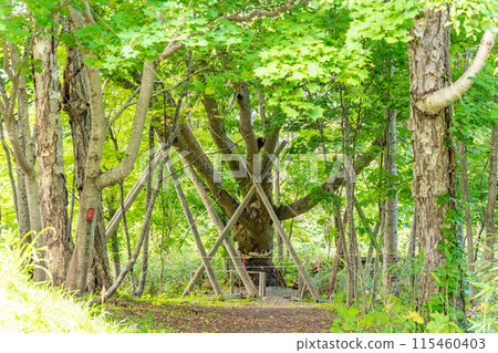 千本橡 - 無數的樹枝伸向天空，看起來就像千手觀世音菩薩的雙手。 115460403