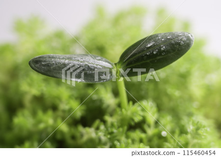 New plant sprouts emerge in the forest in the morning mist 115460454