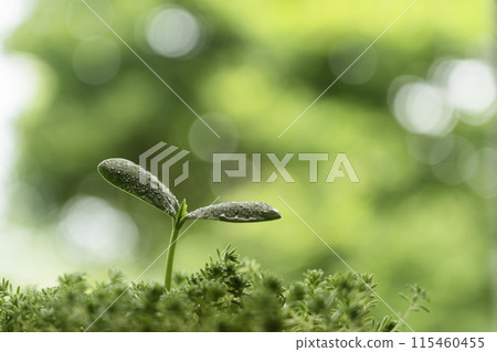 森林裡發芽的新芽與水滴 — 生態影像 115460455