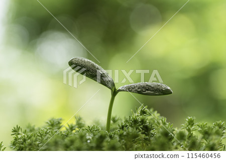 森林裡發芽的新芽與水滴 — 生態影像 森林裡發芽的新芽與水滴 — 生態影像 115460456
