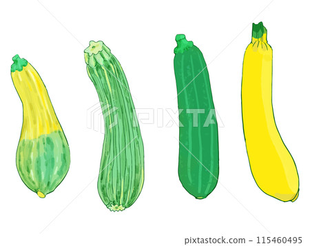 西葫蘆水彩 115460495