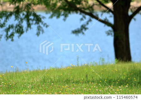 公園廣場的風景，小花盛開 115460574