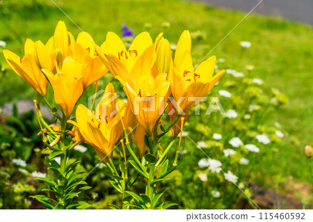 夏季花壇，色彩繽紛的南瓜百合花瓣 115460592