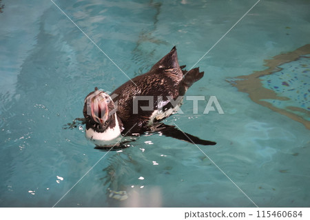 水族箱裡的海角企鵝張著嘴游泳的景象 水族箱裡的海角企鵝張著嘴游泳的景象 115460684