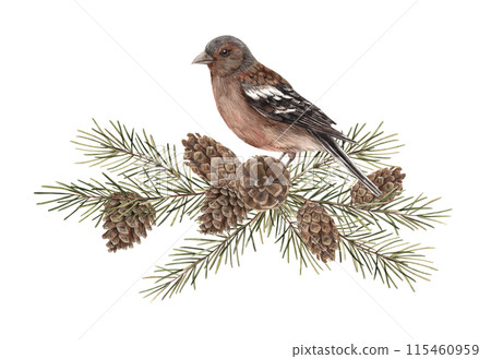 Fir branches with pine cones and a realistic bird. Watercolor botanical illustration on isolated background. Drawings for Christmas and New Year holidays, invitations, cards, wrapping paper 115460959