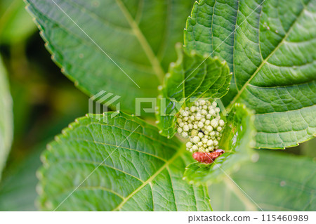 Hydrangea bud before blooming Hydrangea bud before blooming 115460989