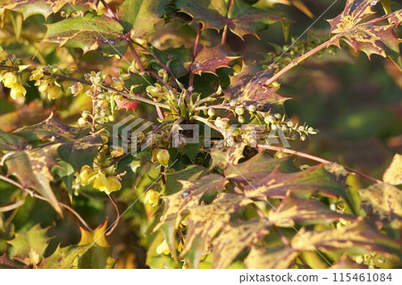 霍莉·金南滕 2023 年 3 月 115461084