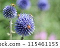 聚集在魯里塔薊和花上的蜜蜂 115461155
