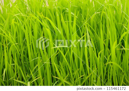 水稻種植前的水稻幼苗 115461172