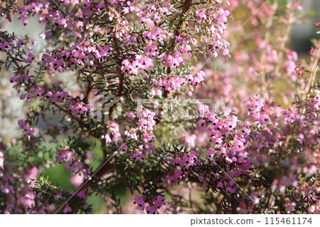 Pink heather blooming in full sunshine 115461174