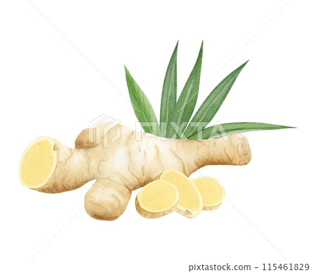 Watercolor horseradish or ginger roots with slices and green leaves watercolor illustration isolated on white in beige colors. Organic raw spices for simple kitchen designs, vegetarian and vegan food Watercolor horseradish or ginger roots with slices and green leaves watercolor illustration isolated on white in beige colors. Organic raw spices for simple kitchen designs, vegetarian and vegan food 115461829