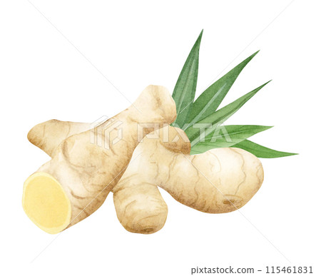 Hand drawn sliced ginger root and green leaves watercolor illustration isolated on white in pastel beige and yellow colors. Horseradish vegetable for realistic designs, cookbooks and organic product Hand drawn sliced ginger root and green leaves watercolor illustration isolated on white in pastel beige and yellow colors. Horseradish vegetable for realistic designs, cookbooks and organic product 115461831